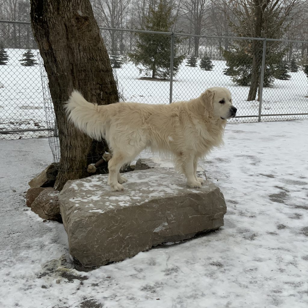 Golden Retriever Pups and Litters GoldenAsset Kennels